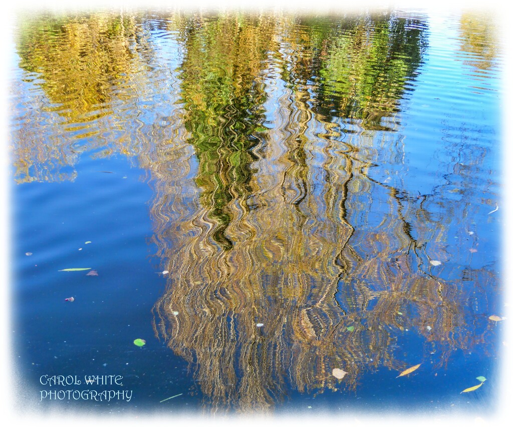 Wiggly Reflections by carolmw