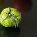 Green tomato by laroque