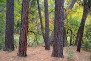 19th Nov 2022 - ponderosa pine trees
