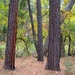 ponderosa pine trees