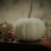 Day 314: Little Pumpkin by jeanniec57
