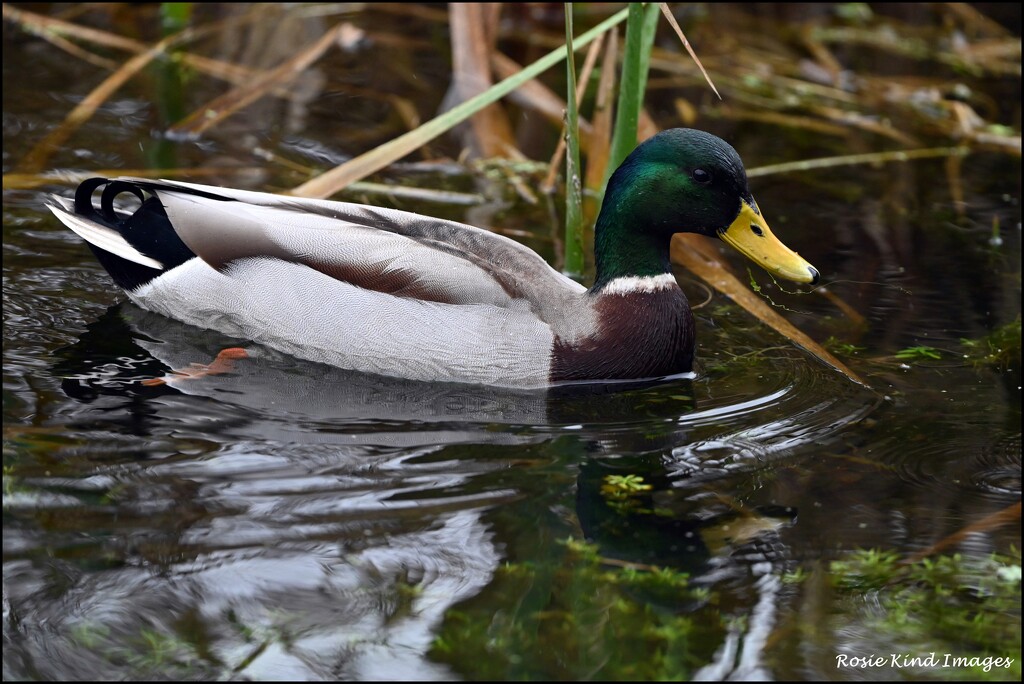 Donald Duck by rosiekind