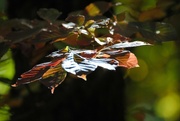 15th Nov 2022 - Day 319: Fall Leaves