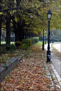 11th Nov 2022 - Do street sweepers like autumn? 🙄