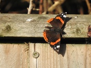 19th Nov 2022 - A Very late (and very ragged) Red Admiral