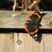 A Very late (and very ragged) Red Admiral by susiemc