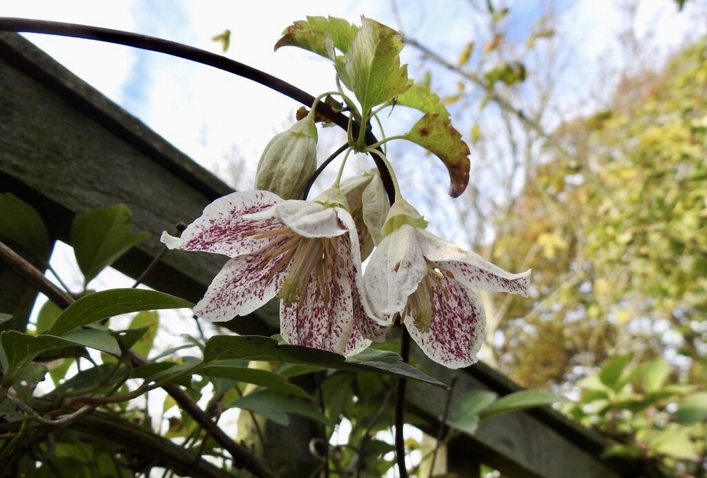 Winter Clematis - Freckles by susiemc