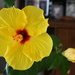 Hibiscus flower by bruni