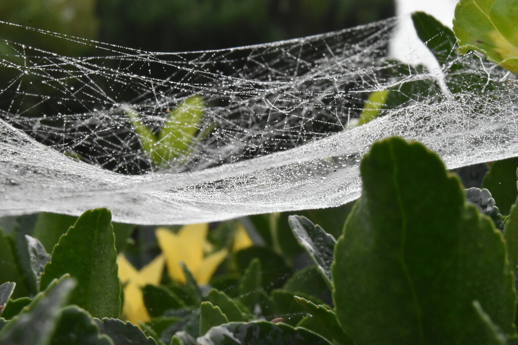 A layer of web by anitaw