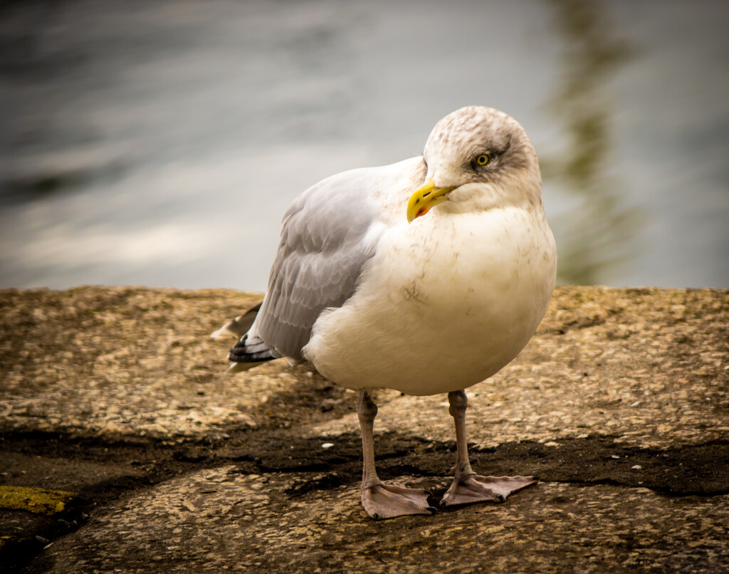 Florence the rather plump seagull by swillinbillyflynn