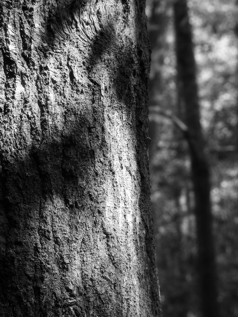 Shadows on the tree trunk... by marlboromaam
