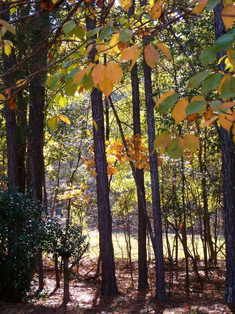 Intimate autumn landscape... by marlboromaam