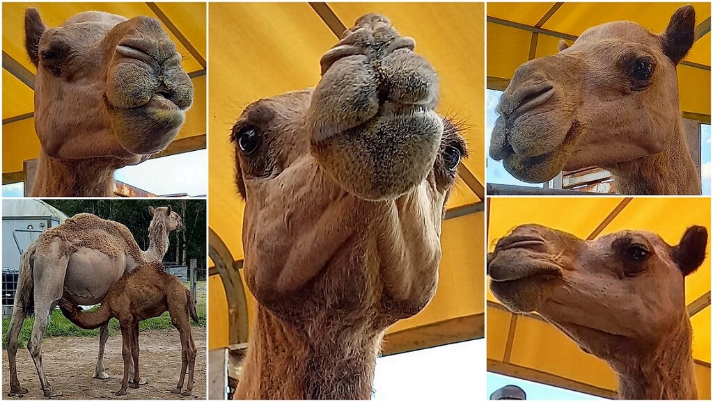 Many Faces of a Camel ~  by happysnaps