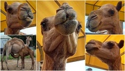 20th Nov 2022 - Many Faces of a Camel ~ 