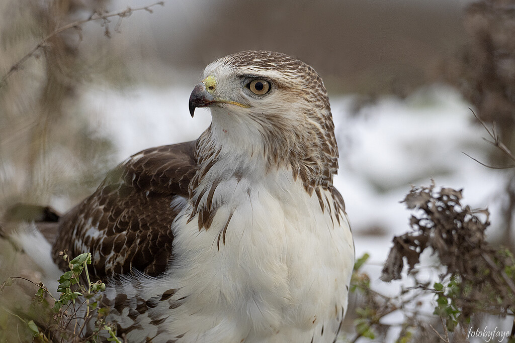 The Amazing Hawk! by fayefaye