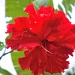 Red China Rose by snowy