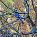 Nov 18 Blue Jay IMG_8280A by georgegailmcdowellcom