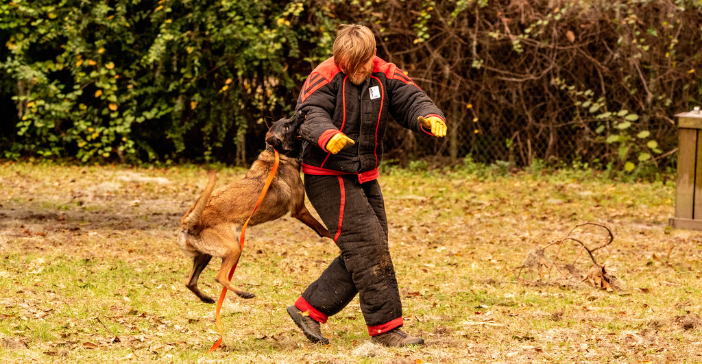 Dog Training in Session! by rickster549