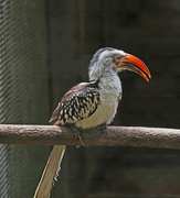 19th Nov 2022 - Young Northern Red Billed Hornbill