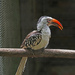 Young Northern Red Billed Hornbill by ianjb21