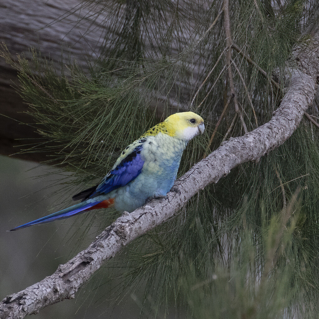 Pale-headed rosella, by bugsy365