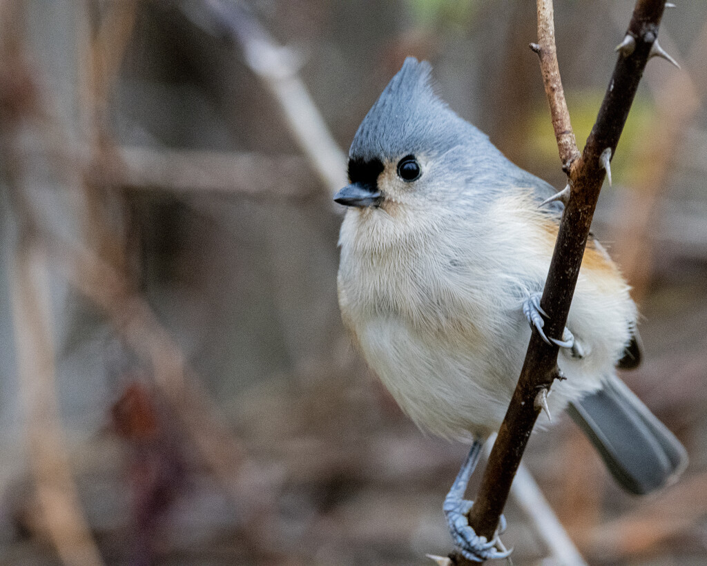 Cute Little Tufted Titmouse by cwbill