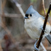 Cute Little Tufted Titmouse by cwbill