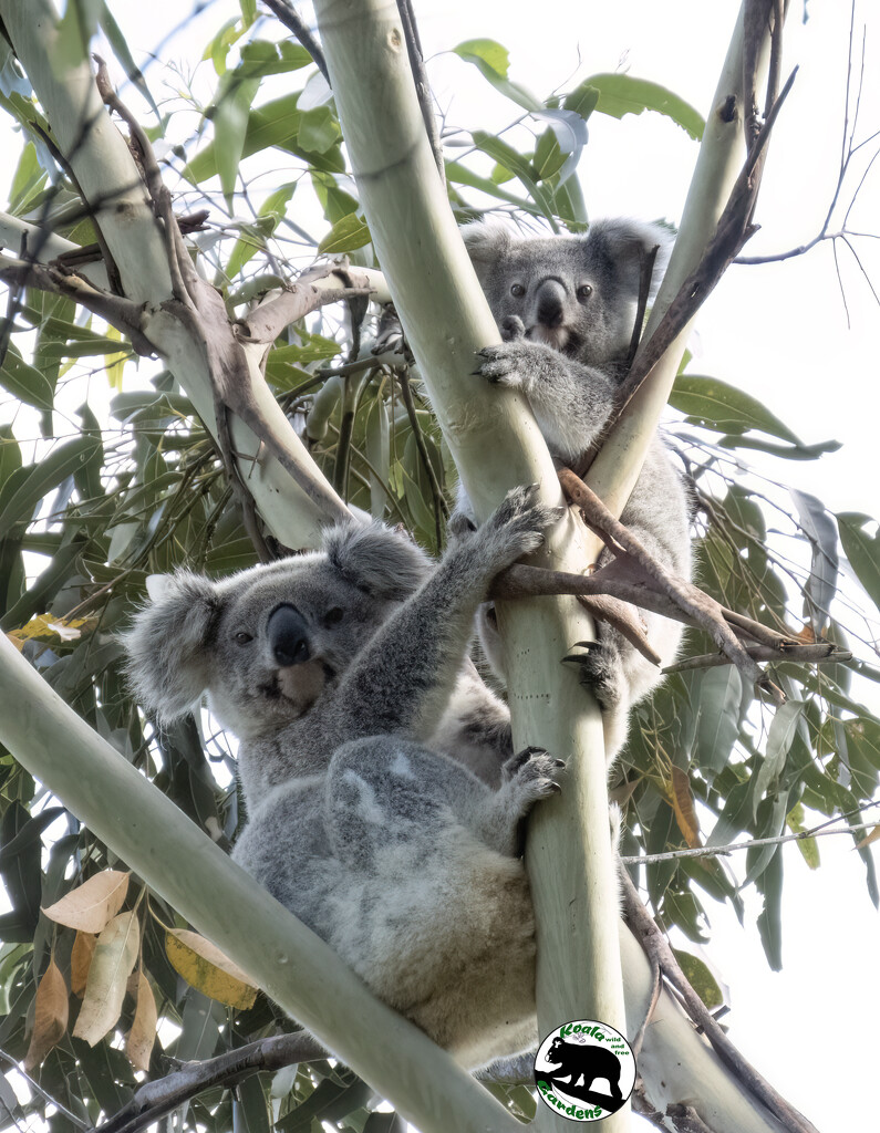 family tree by koalagardens