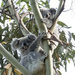 family tree by koalagardens
