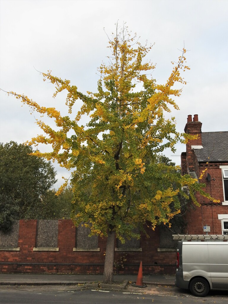 Ginko Tree by oldjosh