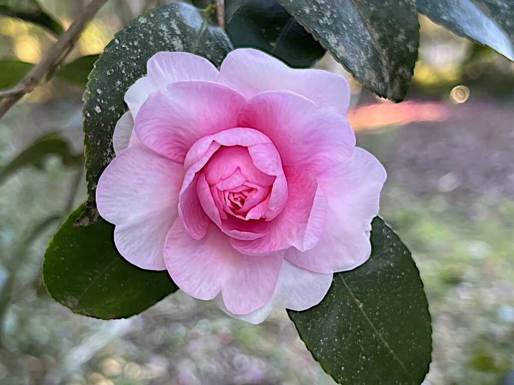 Camellias have been blooming in profusion at the gardens here now.  This particular beauty really stood out. by congaree