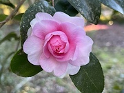 20th Nov 2022 - Camellias have been blooming in profusion at the gardens here now.  This particular beauty really stood out.