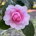 Camellias have been blooming in profusion at the gardens here now.  This particular beauty really stood out.