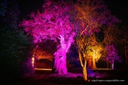 19th Nov 2022 - Coloured Trees at Blenheim Palace