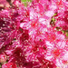 Flower burst theme-zoom by 365projectorgjoworboys