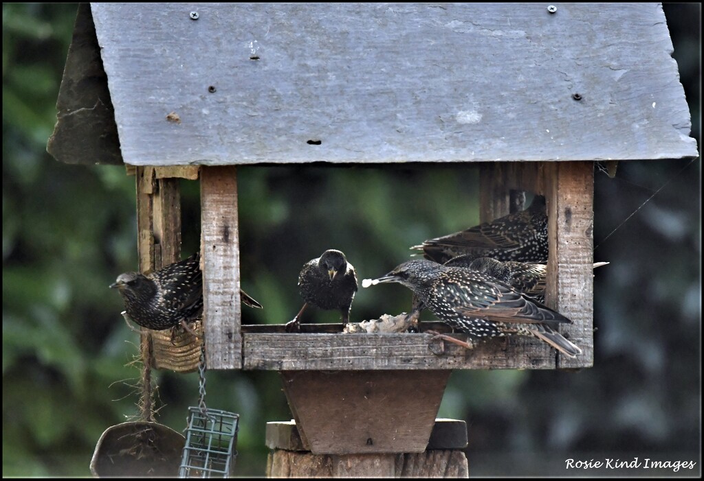 Starlings don't miss a thing by rosiekind