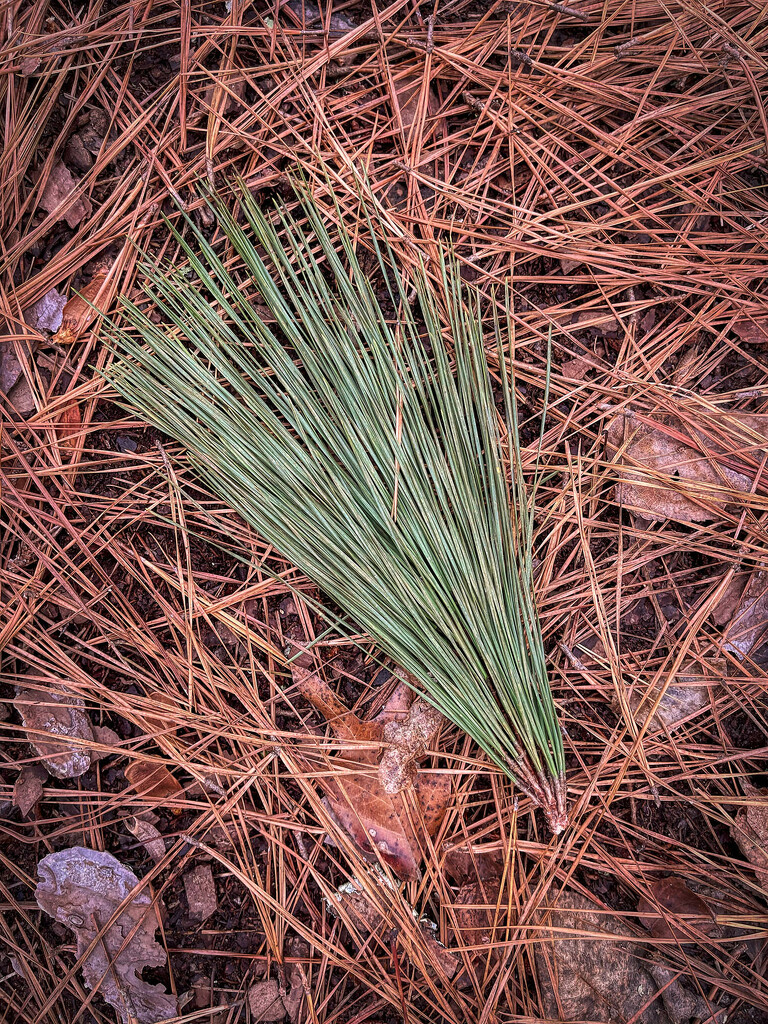 Pine Needles by k9photo