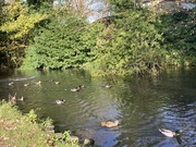 20th Nov 2022 - Canal walk with Ducks