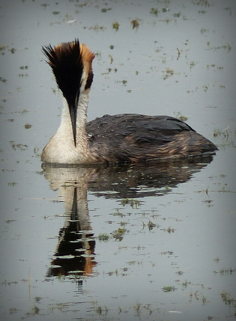 Great Crested Grebe by judithdeacon