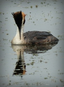 18th Nov 2022 - Great Crested Grebe