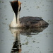 Great Crested Grebe by judithdeacon