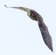 11th Sep 2022 - Swooping around looking for a spot to land