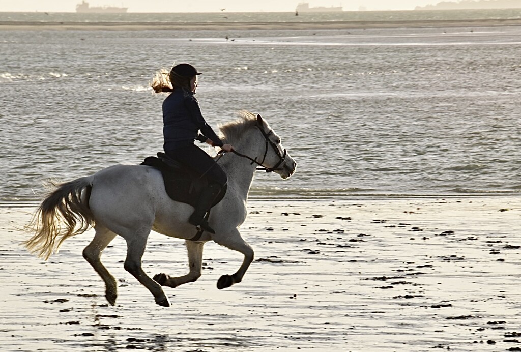 Gallop on the sand by wakelys
