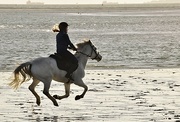 20th Nov 2022 - Gallop on the sand