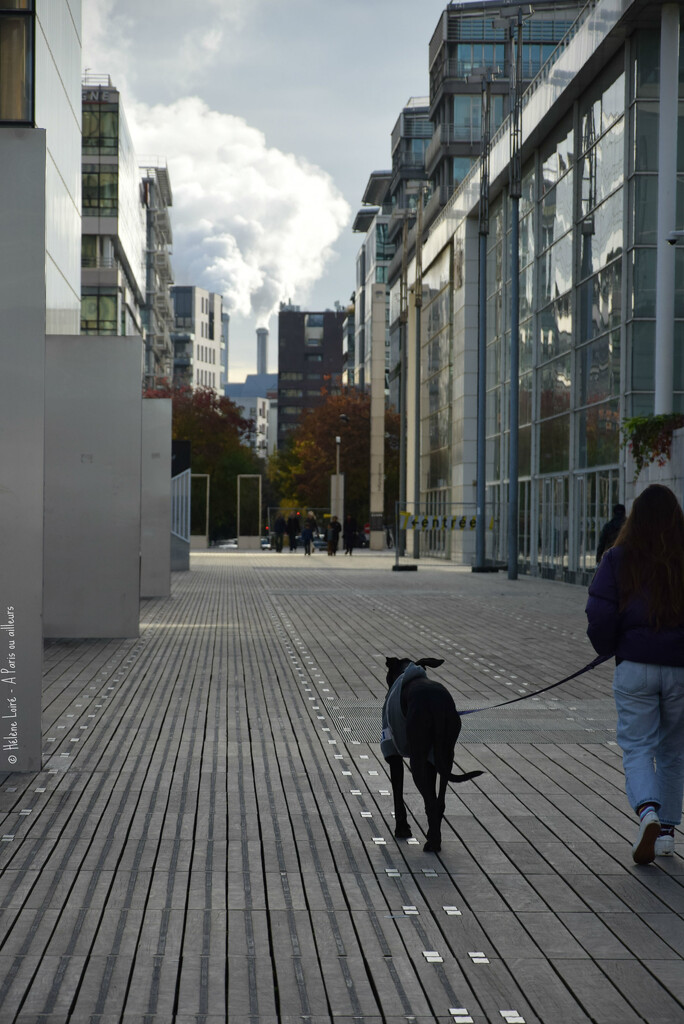Walking the dog by parisouailleurs