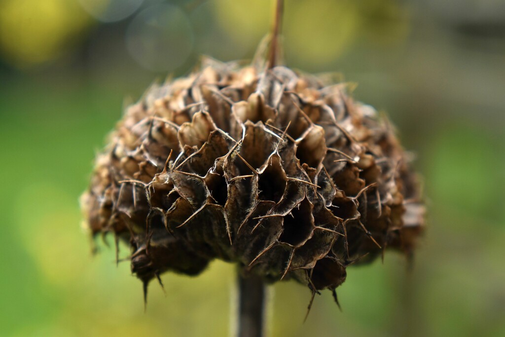 A seedhead in the garden by anitaw