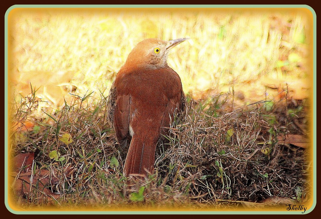 Bird in the grrass. by vernabeth