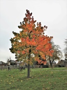 13th Nov 2022 - Red and Orange Tree