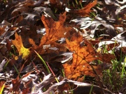 21st Nov 2022 - Oak leaves...