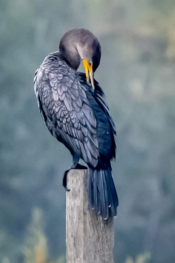 Cold Cormorant Morning  by stefneyhart